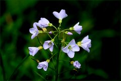 Kleine Wiesenblümchen im Mai Kleine Wiesenblümchen im Mai