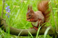 Eichhörnchen Eichhörnchen