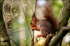 Eichhörnchen Eichhörnchen