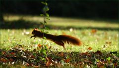Rennendes Eichhörnchen