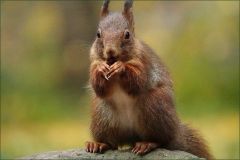 Eichhoernchen im goldenen Oktober
