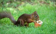 Der Fotograf platzierte dann das Körbchen an einer anderen Stelle Der Fotograf platzierte dann das Körbchen an einer anderen Stelle