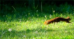 Eichhörnchen Eichhörnchen