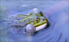 Wasserfrosch mit Schallblasen Wasserfrosch mit Schallblasen