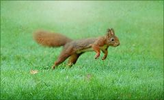 Eichhörnchen Eichhörnchen