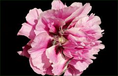 Pfingstrose Pfingstrose