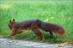 Eichhörnchen Eichhörnchen