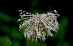 Verwelkt und vertrocknet Verwelkt und vertrocknet