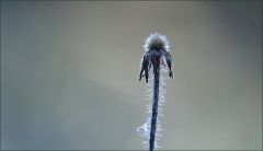 Vertrockneter Blütenstengel