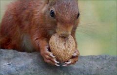 Eichhörnchen Eichhörnchen