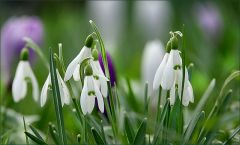 Schneeglöckchen Schneeglöckchen