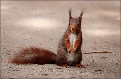 Eichhörnchen Eichhörnchen