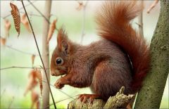 Eichhörnchen Eichhörnchen