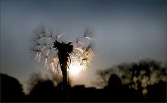 Pusteblume Pusteblume