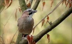 Eichelhäher Eichelhäher