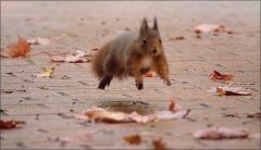 Eichhörnchen im Anflug