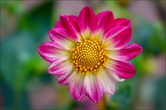 Die Dahlie strahlt noch im Oktober