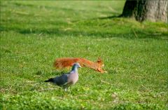 Taube und Eichhörnchen Taube und Eichhörnchen