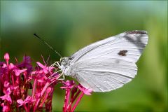 Kohlweissling Kohlweissling