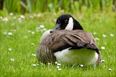 Kanadagans ruht sich aus Kanadagans ruht sich aus