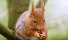 Eichhörnchen Eichhörnchen