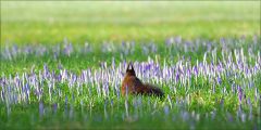 Eichhörnchen auf der Krokuswiese Eichhörnchen auf der Krokuswiese