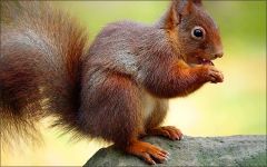 Eichhörnchen Eichhörnchen