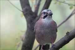 Eichelhäher im Morgennebel