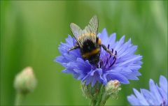 Hummel auf einer Kornblume Hummel auf einer Kornblume