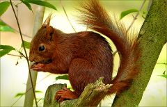 Eichhörnchen Eichhörnchen