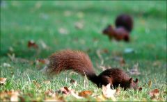 Zwei Eichhörnchen auf herbstlicher Wiese