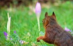 Eichhörnchen und Herbstzeitlose Eichhörnchen und Herbstzeitlose