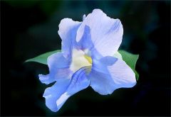 Ist das eine Zwergtrichterwinde? Ist das eine Zwergtrichterwinde?