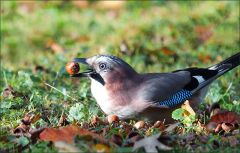 Eichelhäher mit einer Eichel im Schnabel