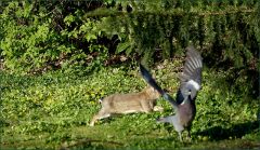 Wildkaninchen und Taube Wildkaninchen und Taube