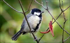 Kohlmeise im September