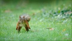 Eichhörnchen Eichhörnchen