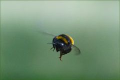 Hummelflug Hummelflug