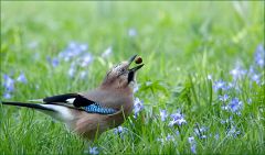 Eichelhäher Eichelhäher