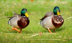 Zwei Erpel Zwei Erpel