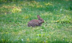 Junges Wildkaninchen Junges Wildkaninchen