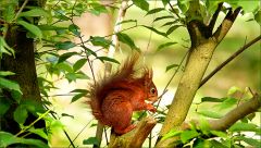 Eichhörnchen Eichhörnchen