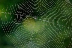 Spinnennetz Spinnennetz