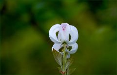 Unbekannte Blume Unbekannte Blume