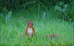 Eichhörnchen Eichhörnchen