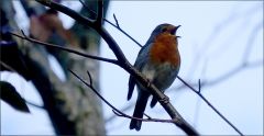 Singendes Rotkehlchen Singendes Rotkehlchen