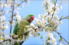 Papagei futtert Blüten