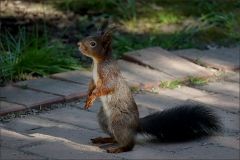 Eichhörnchen Eichhörnchen