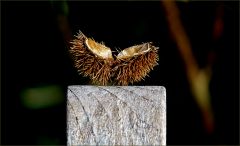 Kastanienschale Kastanienschale