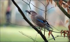 Eichelhäher Eichelhäher